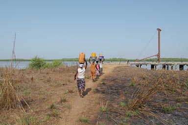 There goes my palm wine, 4 African women carrying palm wine in 20 liter plastic jerry cans on their heads, Guinea Bissau around Jemberem.