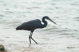 Birds, Arquipelago dos Bijagos. Islands. Guinea Bissau.