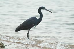 Birds, Arquipelago dos Bijagos. Islands. Guinea Bissau.