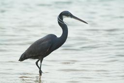 Birds, Arquipelago dos Bijagos. Islands. Guinea Bissau.