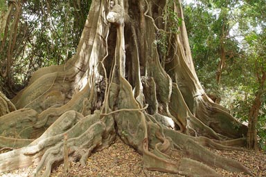 Fromager, huge Silk Cotton Tree, Arquipelago dos Bijagos. Islands. Guinea Bissau.