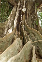 Fromager, huge Silk Cotton Tree, Arquipelago dos Bijagos. Islands. Guinea Bissau.