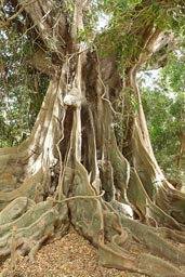 Fromager, huge Silk Cotton Tree, Arquipelago dos Bijagos. Islands. Guinea Bissau.