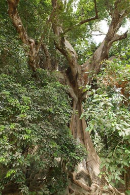 Fromager, huge Silk Cotton Tree, Arquipelago dos Bijagos. Islands. Guinea Bissau.