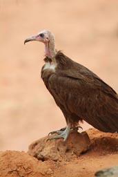 Vulture, Arquipelago dos Bijagos. Islands. Guinea Bissau.