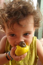 Daniel, bites in a yellow cashew (Keshew) cajueiro, cashu, casho, acajuiba, caju, acajou, acaju, acajaiba, alcayoiba, anacarde, anacardier, anacardo, fruit, Bubaque, Arquipelago dos Bijagos, Guinea Bissau.