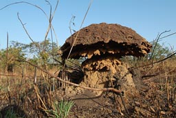 Termite mushroom mound, Guinea.