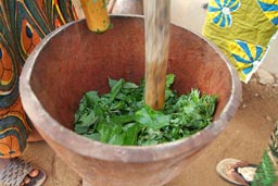 Grinding manioc leaves.