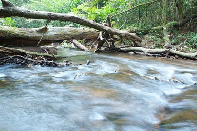 Mount Nimba, Guinea Forestiere, stream in tropical forest.