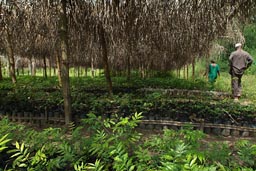 Tree nursery, Reforestation, Yomon, Guinea Foretiere.
