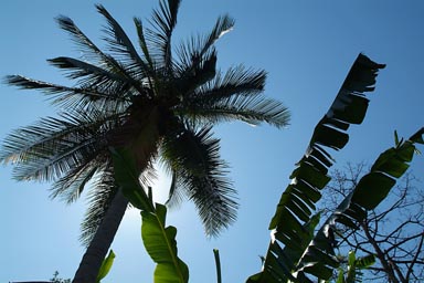 Banana next to palm tree, blue sky and sun behind.