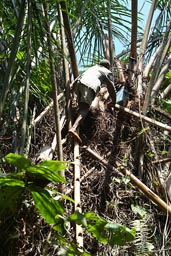 Man climbing a Raffia Palm.