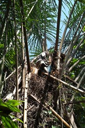 Cutting the bark of the Raffia tree.