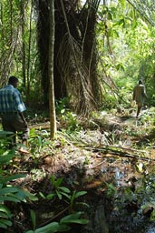 Approaching a Raffia tree with Siba Bulgare Soropogui.