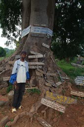 Aids/HIV tree near Yembering, Fouta Djallon, Guinea.