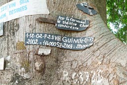 Aids/HIV tree near Yembering, Fouta Djallon, Guinea.