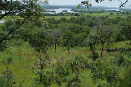 Next morning, Landscape past Siguiri, the Niger River in Guinea, lush green, African bush.