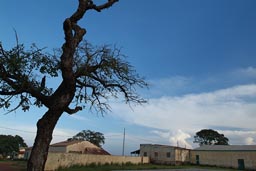 Mali Guinea, hotel Dame de Mali, leafless tree, sunset colors.