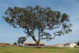 Mali Guinea, big tree in blue sky and path leading to hotel la Dame de Mali