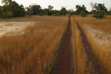 North of Guinea, Mali to Touba to Koundara, bad roads, Land Rover, high grass in middle of road.