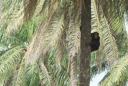 Chimpanzee climbing down palm tree, crop of larger picture.