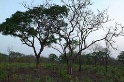 Burnt land, scrub, Guinea.