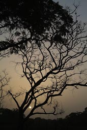 African Bush, setting sun in twilight, Guinea.