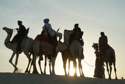 Tuareg gathering on dromedaries against the setting sun.