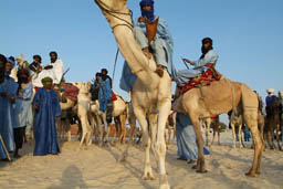 Tuareg getting ready to ride.