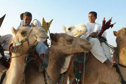Tuareg children gathering on camels.
