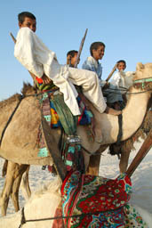 Tuareg gathering on dromedaries.