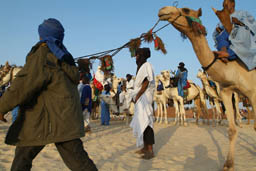 Tuareg gathering on dromedaries.