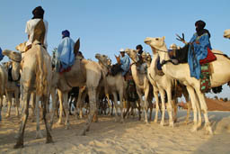 Tuareg gathering on dromedaries.