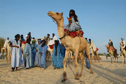 Touareg gathering on dromedaries.