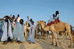 Tuareg gathering on dromedaries.