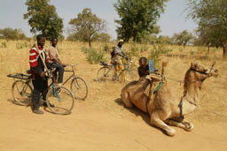 Dogon cycle or ride a dromedary.