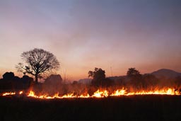 bushfire, Guinea.