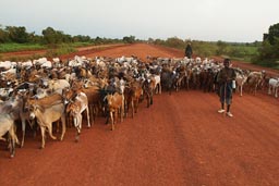 Mali goats on dirt road, Didieni, Djerma
