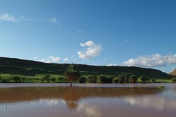 Mauritania desert desert lake, Flooded Palmtree, Sahel rainy season