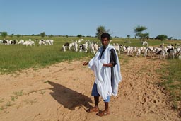 Mauritania desert green, Shepherd and Goats, Sahel rainy season