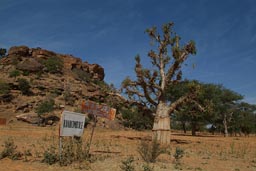 Dogon country, pays Dogon, Kanikombole, small young Baobab, Mali.