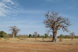 Mali, baobab.