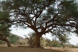 Balanzan, Faidherbia albida