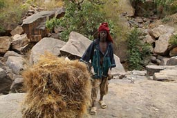 Another Dogon man fetching straw from top of cliffs.