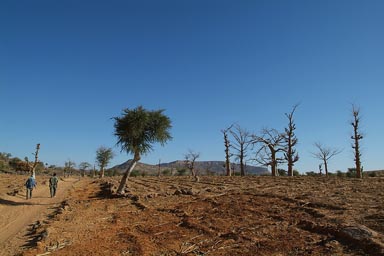 Dogon Land, walking/trekking. Young baobabs, millet stubs, acacia. Blue sky.