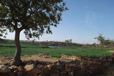 Onion fields on top of Dogon Escarpement near Sanga.