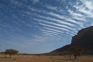 Acacia in desert, dirt road around mountains north of Douentza, Mali.