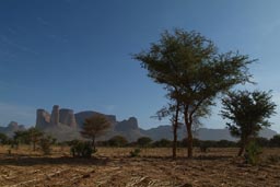 Douentza mountains, Dry millet field, Acatia.