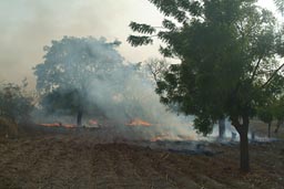 Mali, fileds getting cleaned up before rainy season.