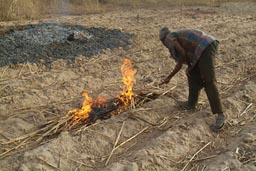 Man burning scrub before rainy season on fields in Mali.